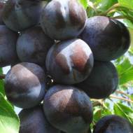 Саженец слива Блю Фри